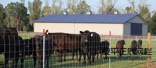 養羊圍欄網孔多大