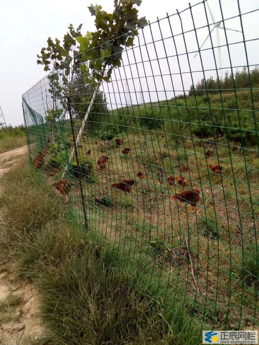 養雞圍欄網