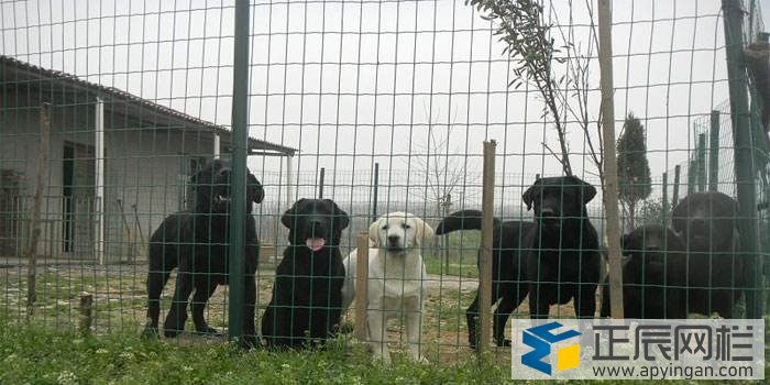 圈羊圍欄網(wǎng)