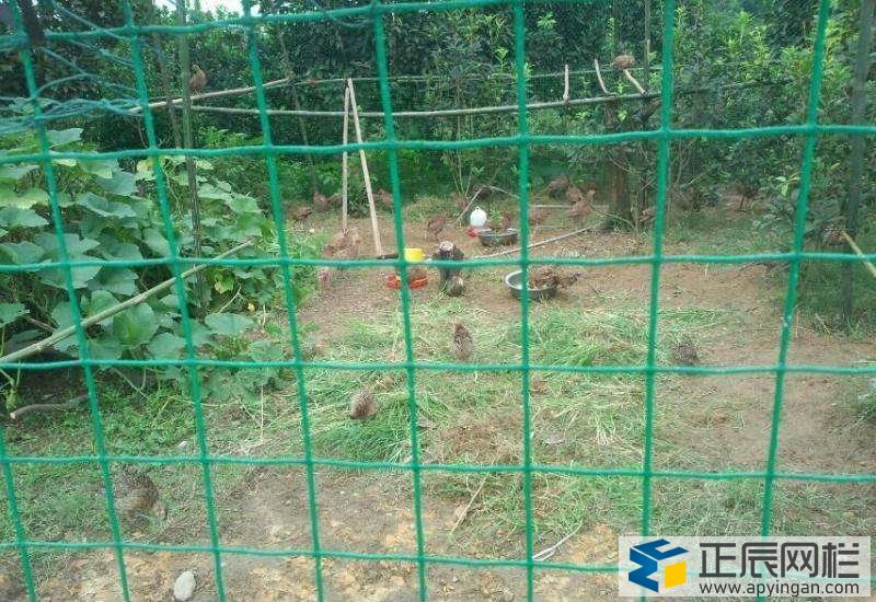 圈羊圍欄網(wǎng)