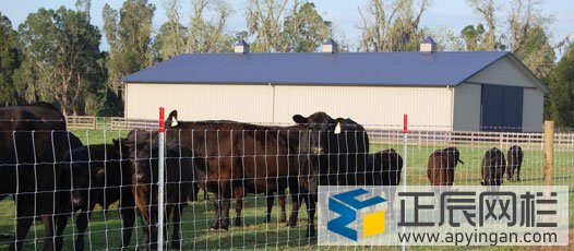 養(yǎng)殖鐵絲網(wǎng)