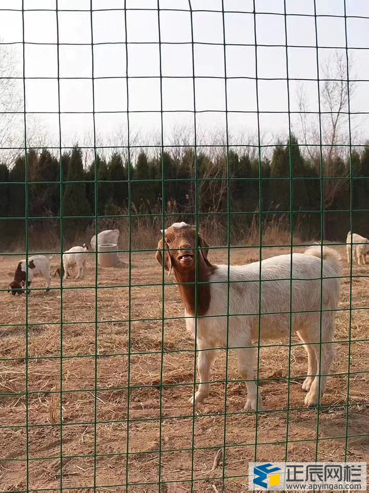 養(yǎng)雞養(yǎng)殖圍欄網(wǎng)批發(fā)價(jià)格